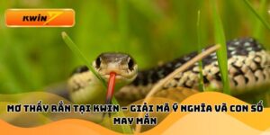 Mơ Thấy Rắn Tại Kwin – Giải Mã Ý Nghĩa Và Con Số May Mắn