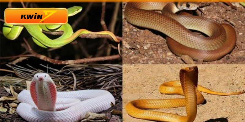 Điềm báo giấc mộng thấy rắn